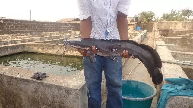 دليل الاعضاء